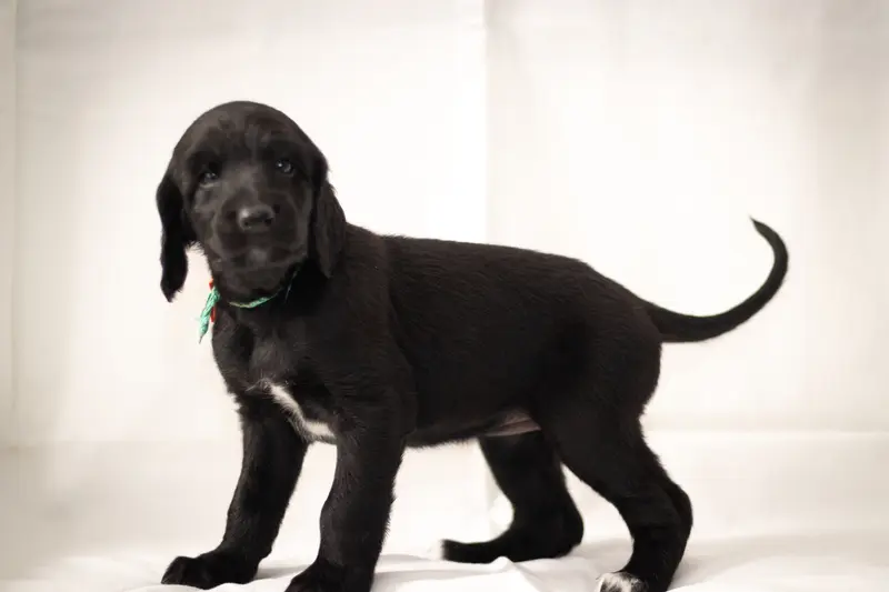Coco