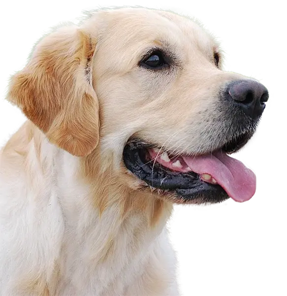 Labradoodle vom Desenberg main gallery image