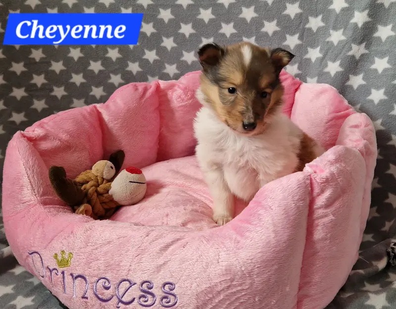 Cheyenne 