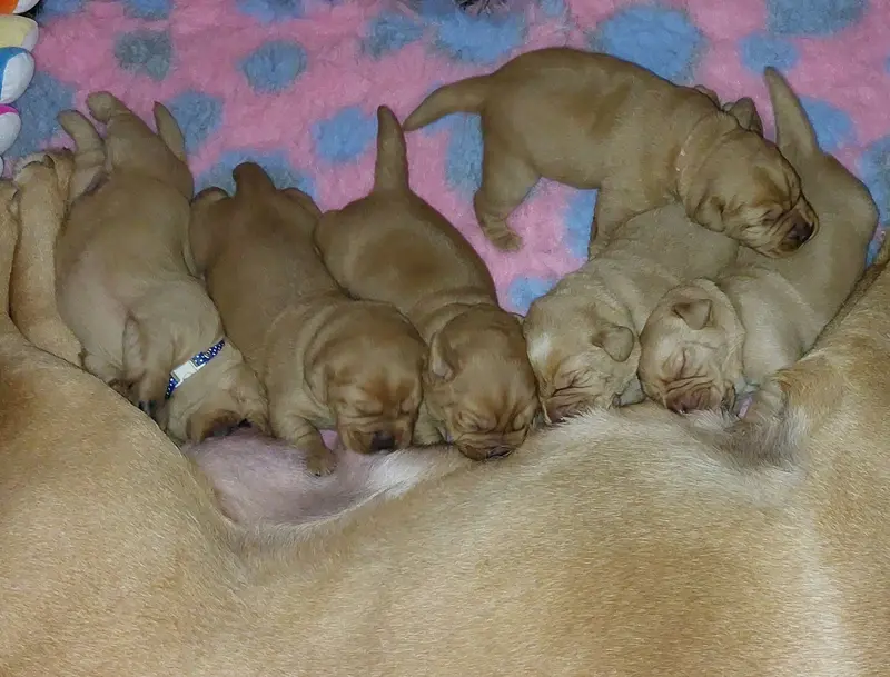 Foto della cucciolata: Puppy