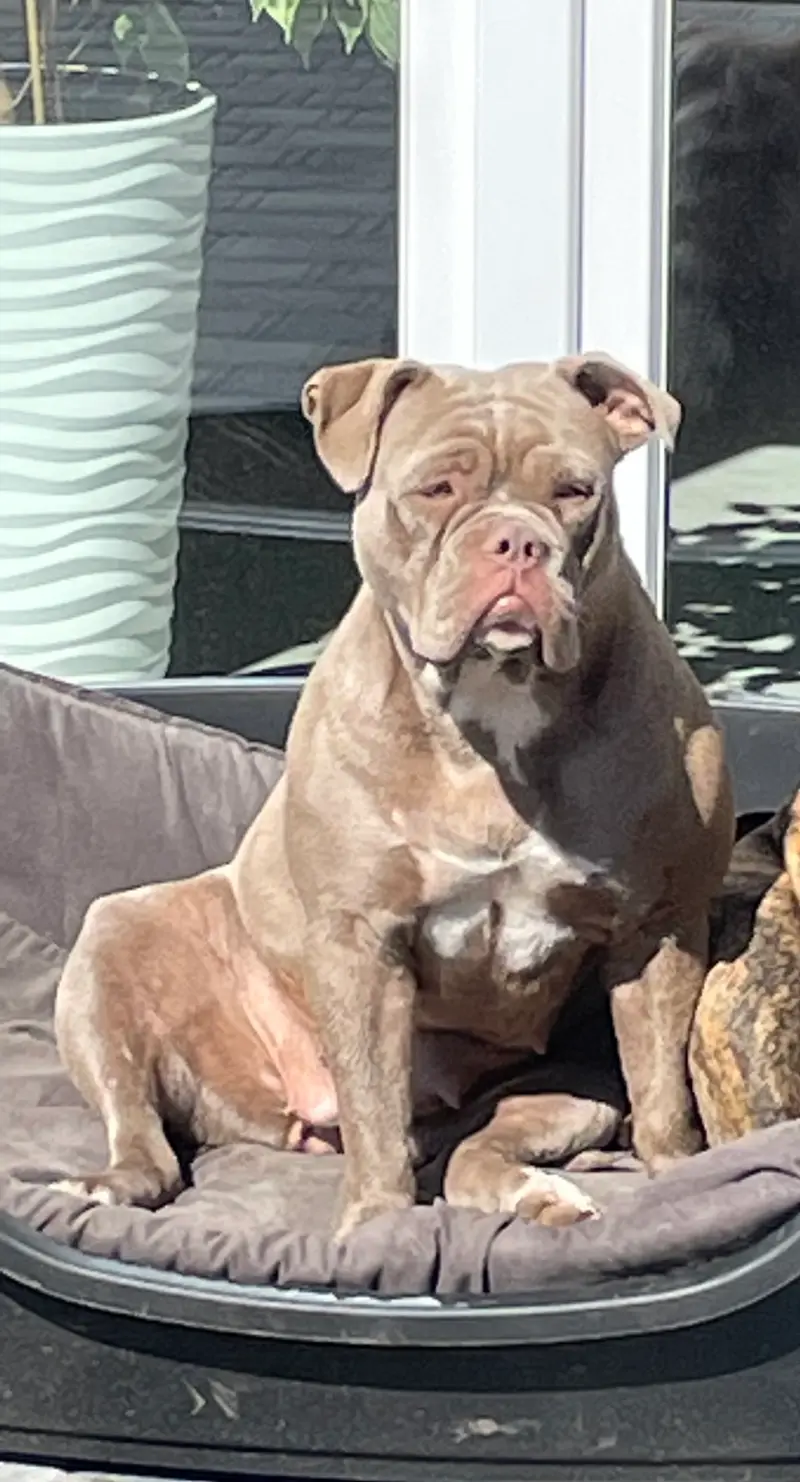 Big Boss Bulldog 