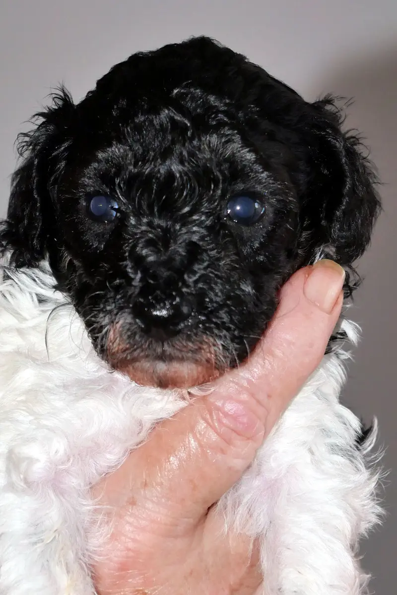 Dolly