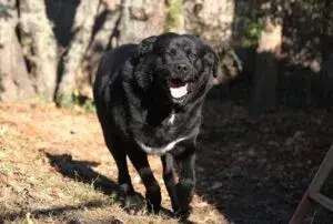 Leo – Mischling (Neufundländer-Labrador?)