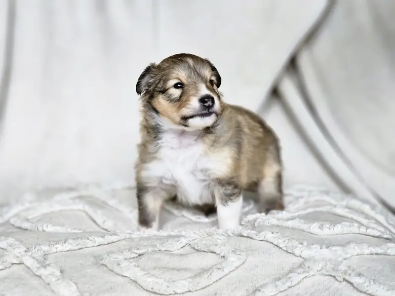 Molly