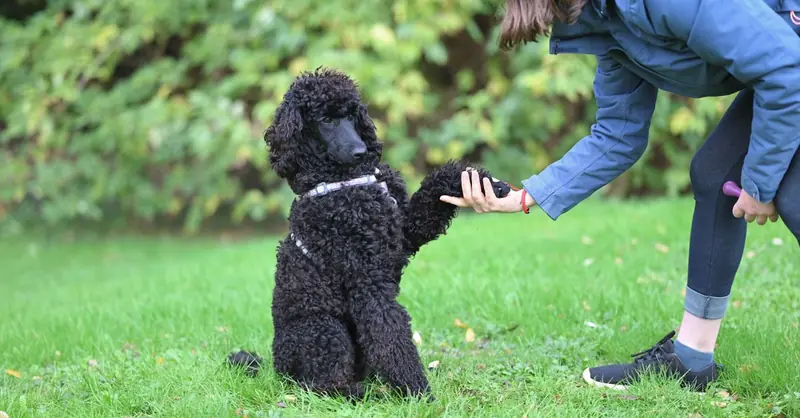 Klippe negle på hund: Nem guide uden stress