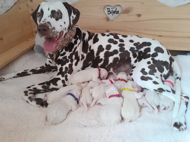 Zdjęcie miotu: Puppy
