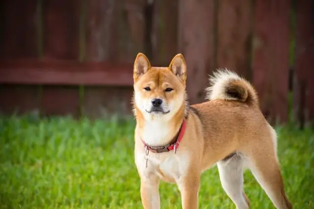 Akita Puppy Price: Costs, Breeders & Essential Guide