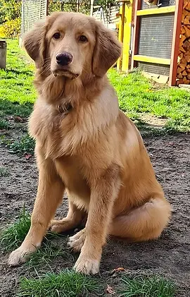Apollo jr. von Largos wilden Feen