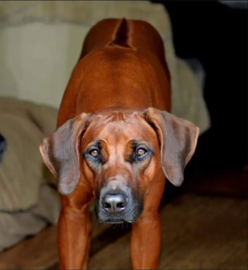 Lina-Joy from Rhodesian Spirit 