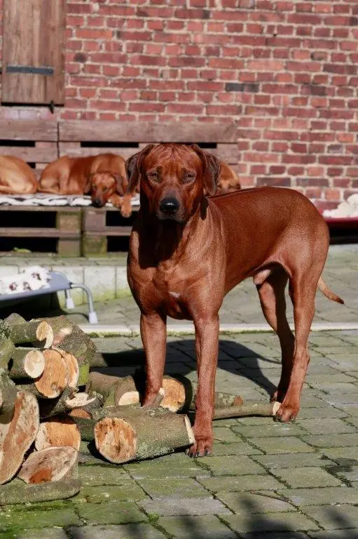 Tamirlan Magnus di Magija