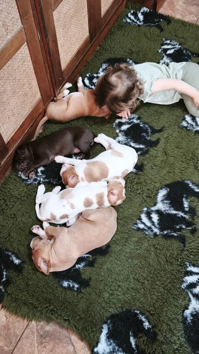 Magyar Vizsla Puppy