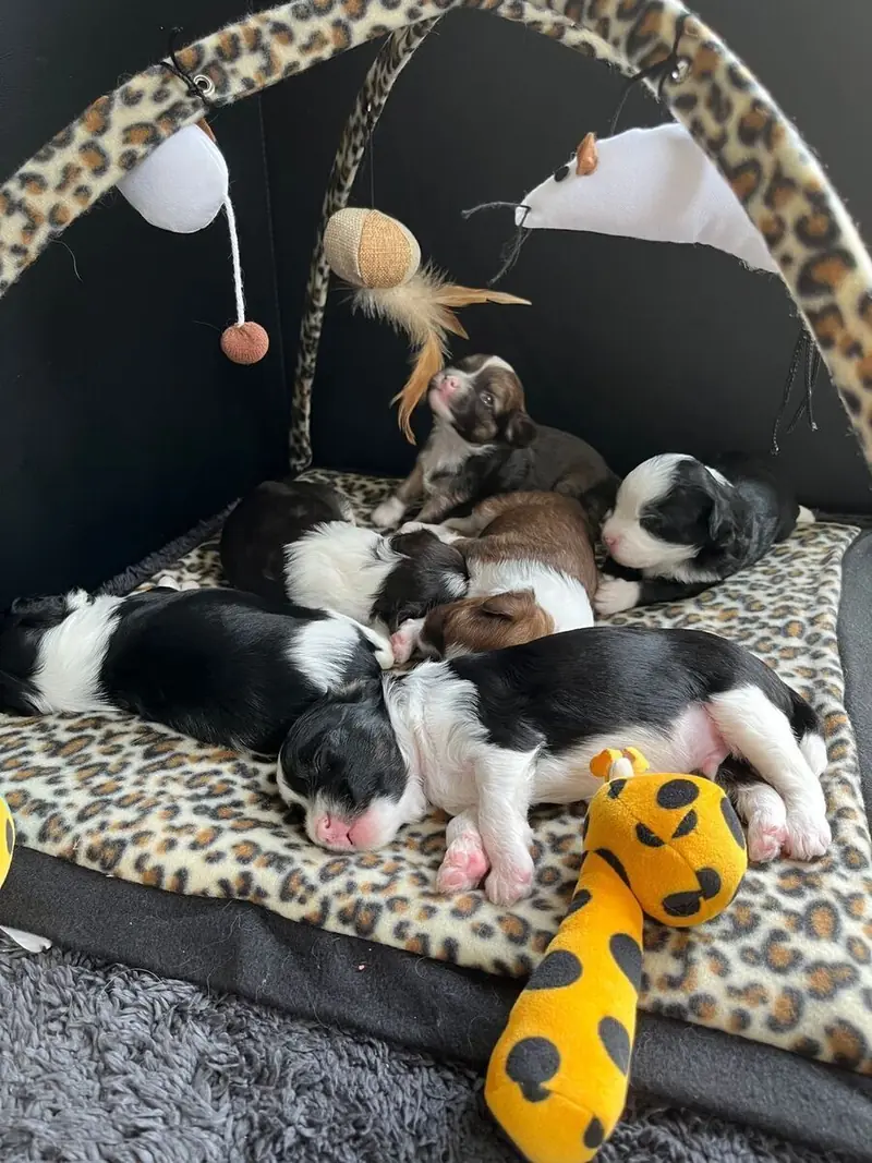 *Bezaubernde Chinese Crested Powderpuff Welpen ~choco ~black * – Chinese Crested Dog Yavrusu