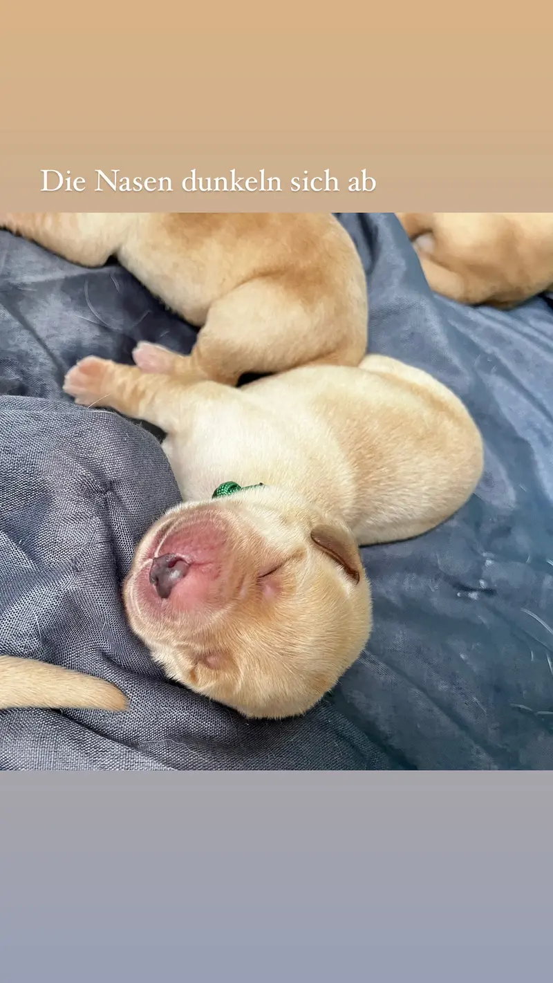 Dream of Ambers Don