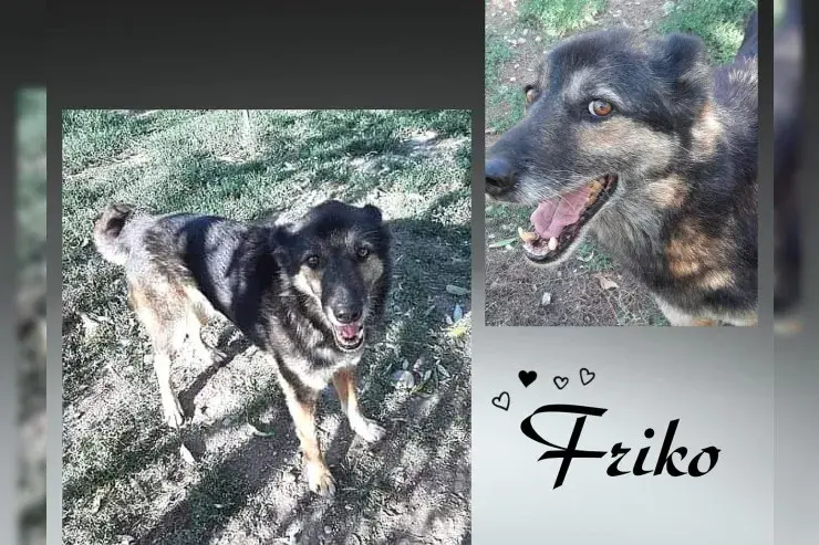 Friko main gallery image