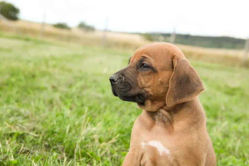 Heidi