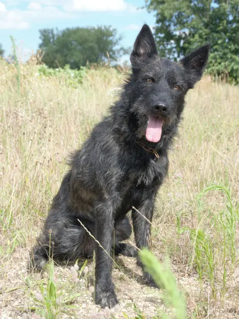 Hasenhirsch Klara