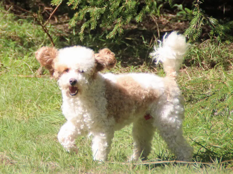 Campino