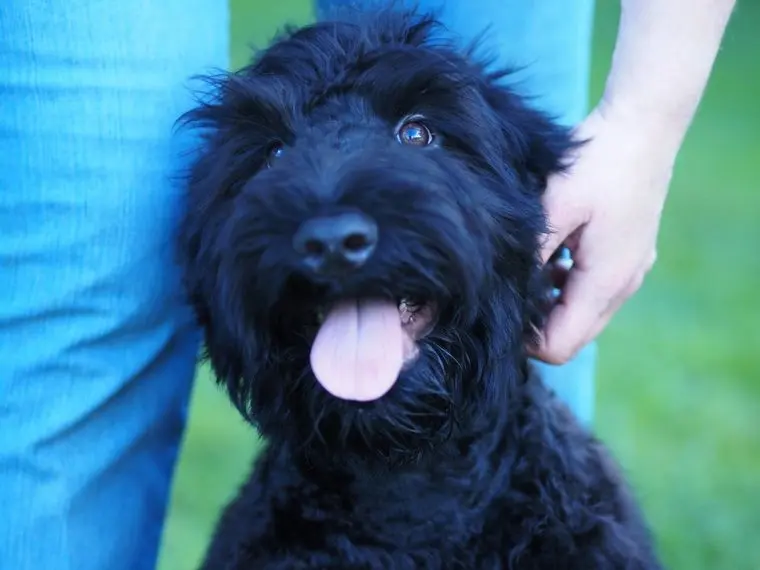 Schwarzer russischer Terrier FCI main gallery image
