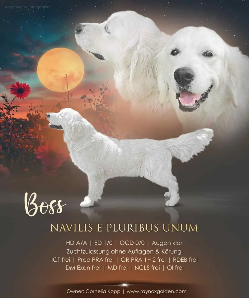 Golden Retriever Deckrüde sucht neuen Wirkungskreis main gallery image