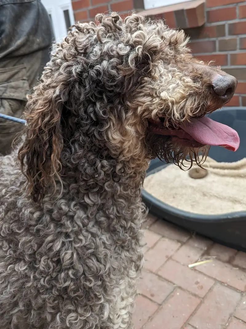 Love a Poodle Mr. Casanova