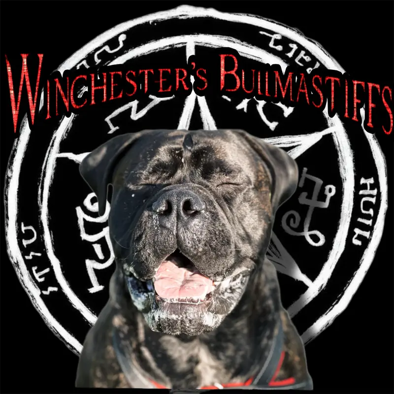 Winchesters Bullmastiffs main gallery image