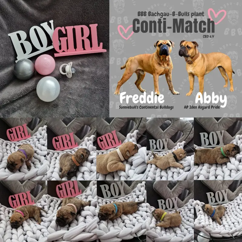 Sunniebulls Freddie