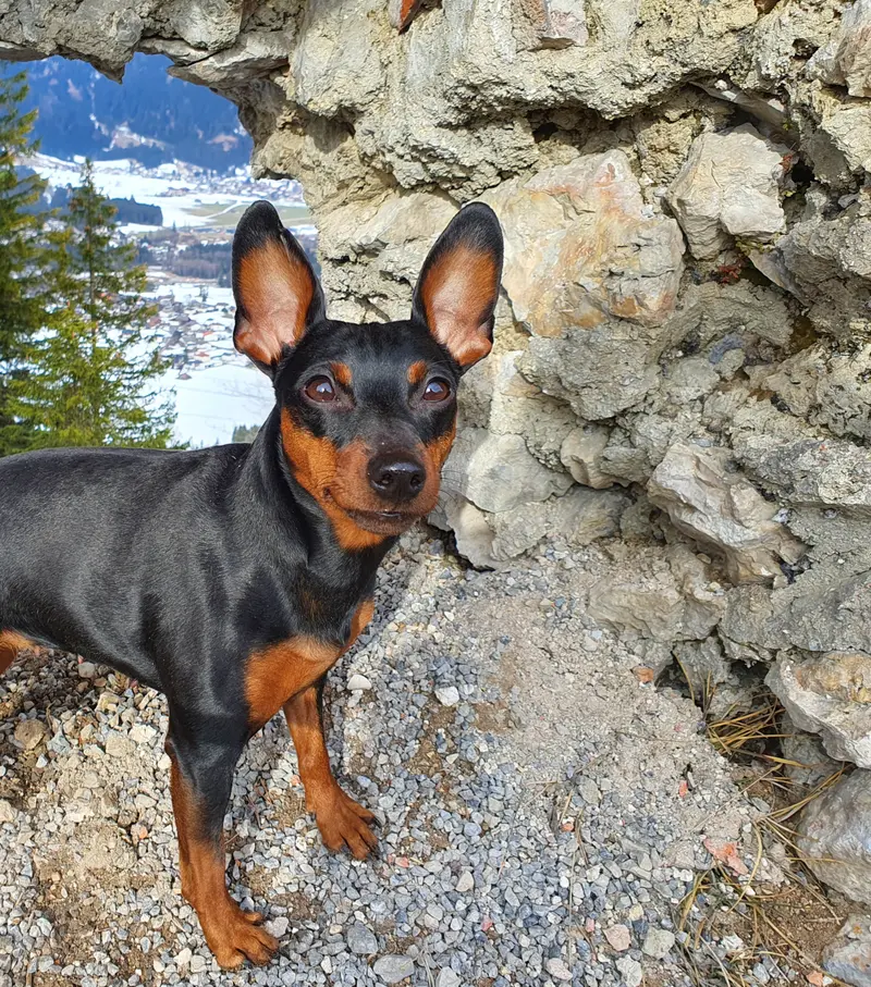 Zwergpinscher vom Honighof main gallery image