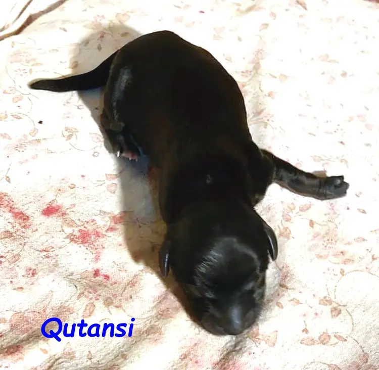 Kirsei-Kra Qutansi