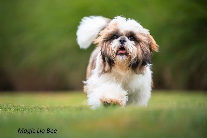 Shih-Tzu vom Heydpark main gallery image
