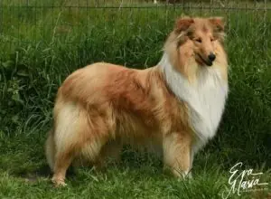 Earl of Sussex von der Ischlerbahn