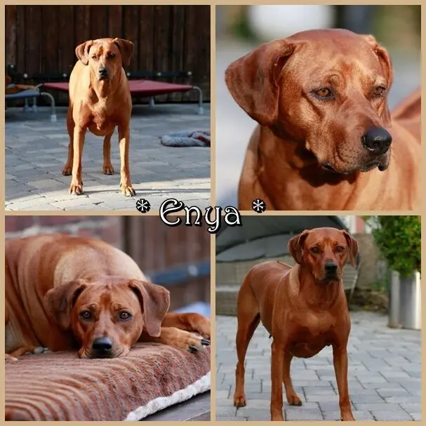 Mashambani Rhodesian Ridgebacks main gallery image
