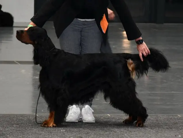 Gordon Setter main gallery image