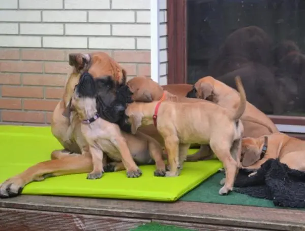 Deutsche Doggen von Borchers` Hoff main gallery image