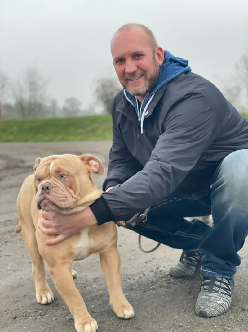 Coastbulls Old English Bulldogs & Italien Greyhounds main gallery image