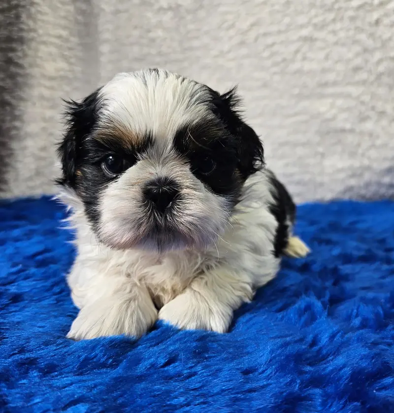 Shih Tzu made in Germany main gallery image