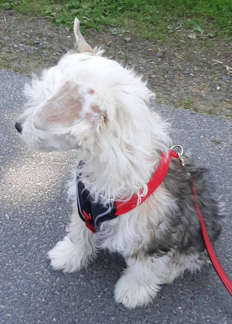 Ingo