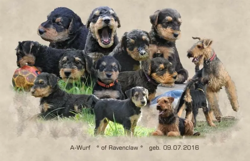 Vergangene Würfe