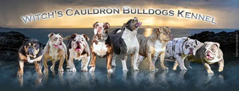 Witch's Cauldron Bulldogs Kennel main gallery image