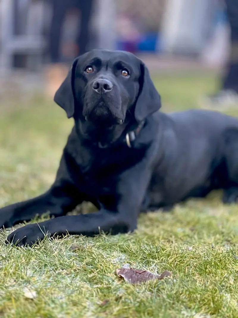 Top Labrador Deckrüde, Träger von Braun und rez.redfox/Gelb. – štěně Labrador Retriever