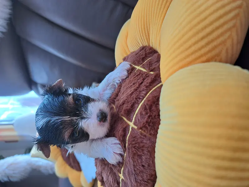Baby