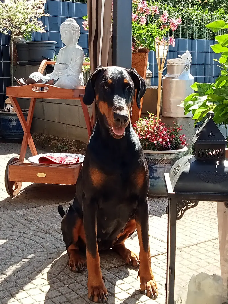 Yana vom Heiligenwald 