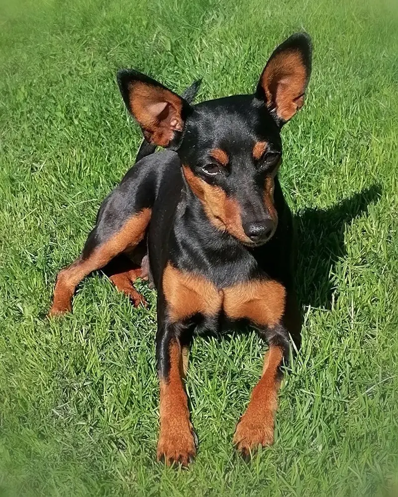 Finn