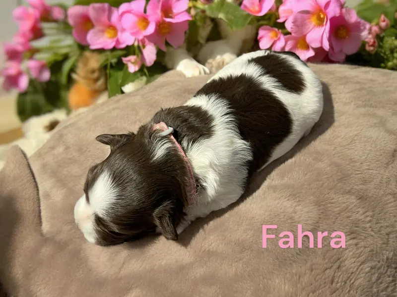 Fahra