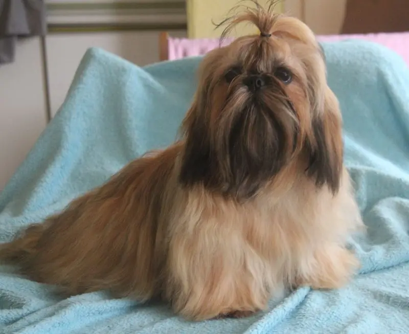 Fotka vrhu: Puppy