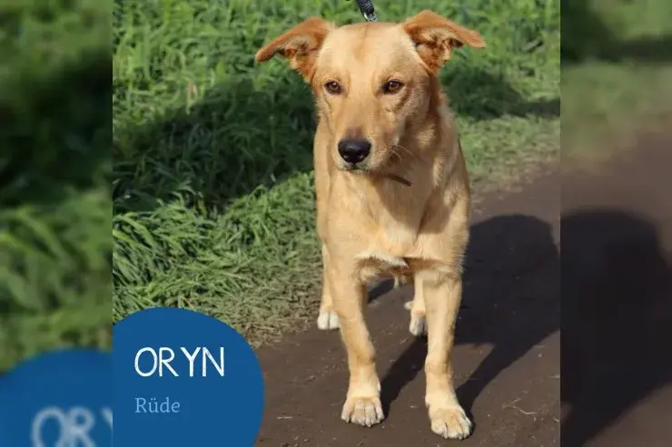Oryn main gallery image