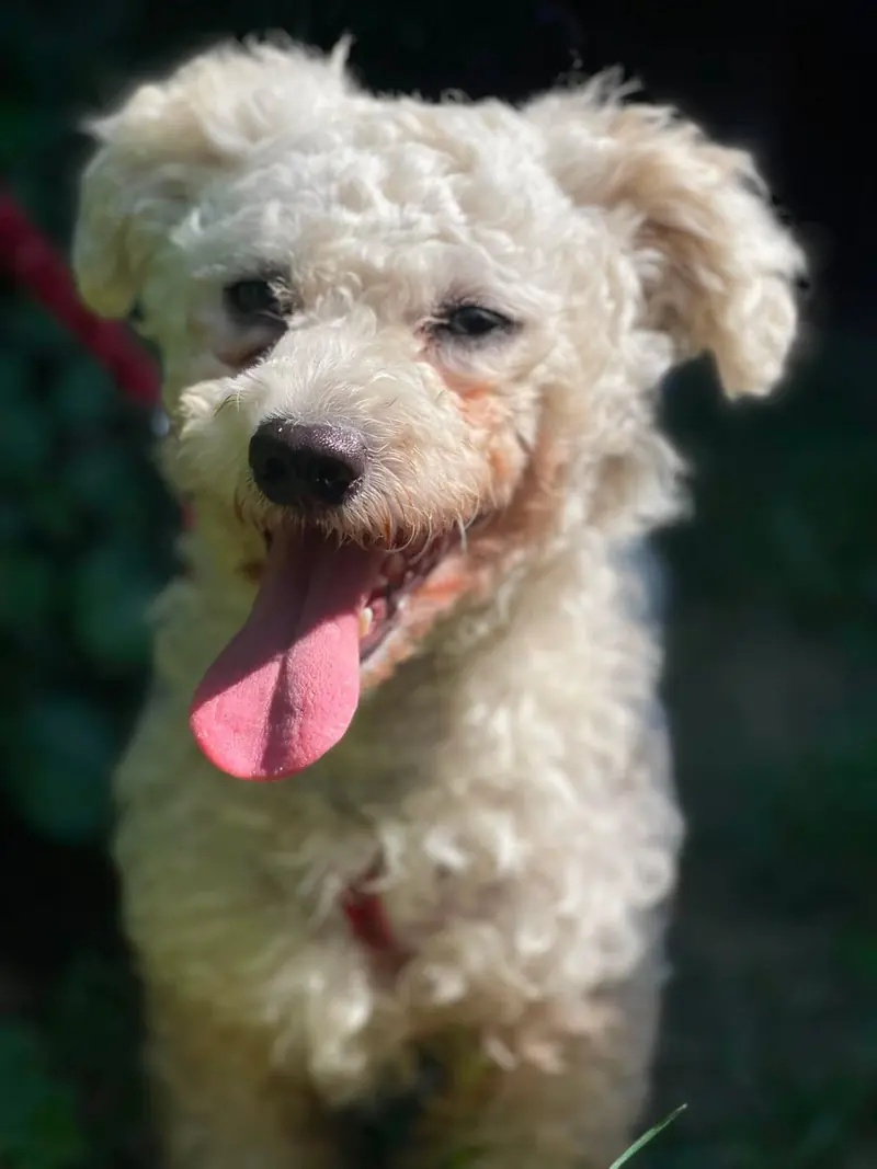 Teddy – Bichon Bolognese-Mischling