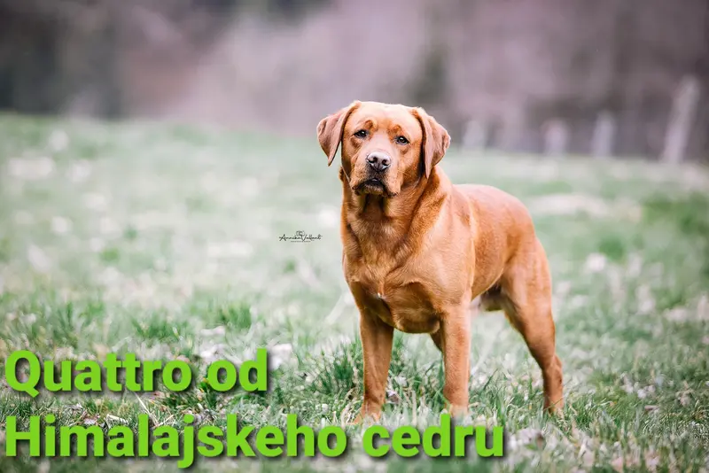 Quattro od Himalajskeho cedru 