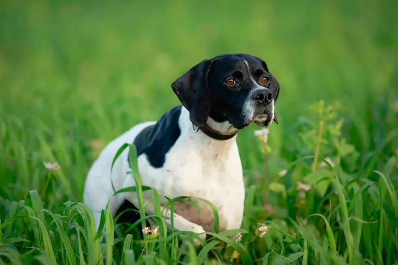 Molly von den Dachsfichten
