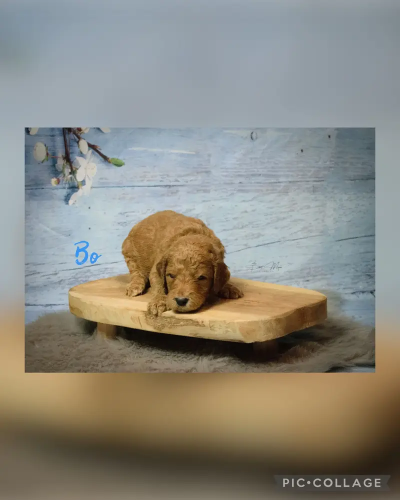 Bo