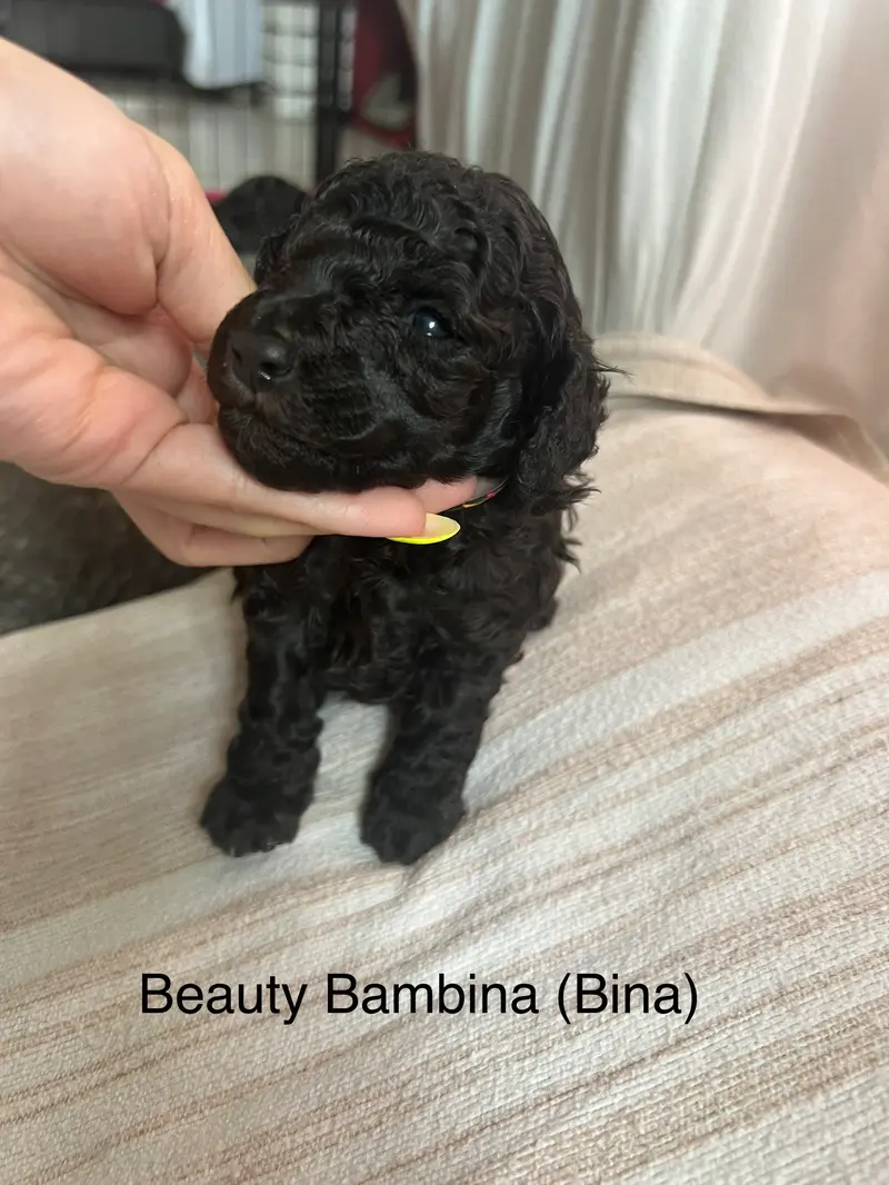Beauty Bambina